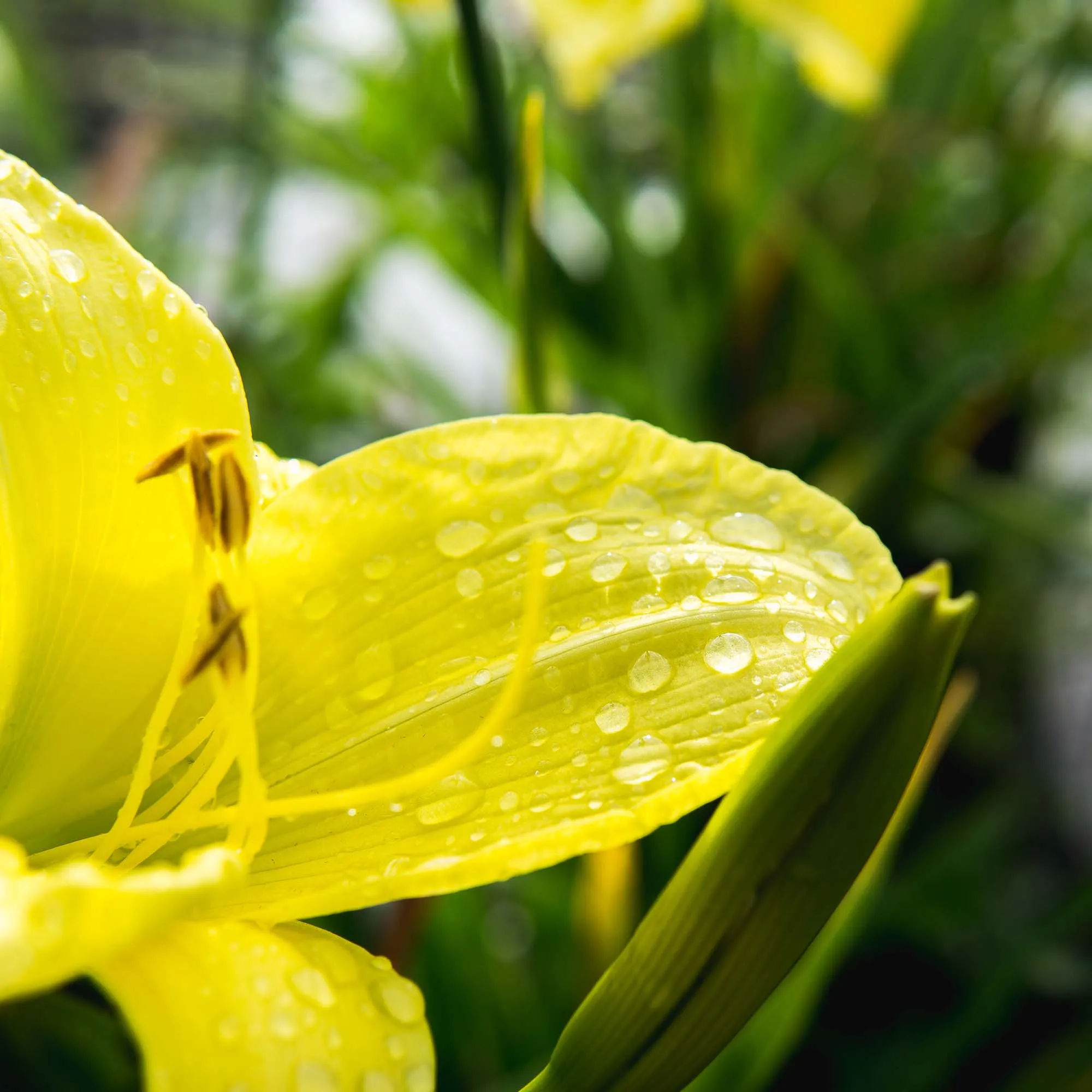 Stella de Oro Daylily Shrub